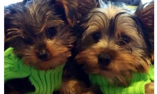 yorkie yorkie dogs